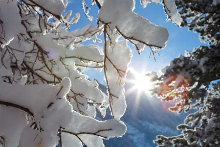 snowy branches  on a sunny day