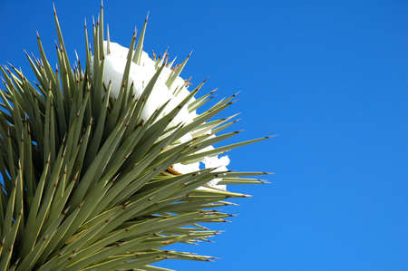 Joshua tree with snowの写真素材