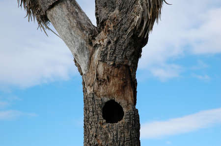 Bird nest in Joshua treeの写真素材