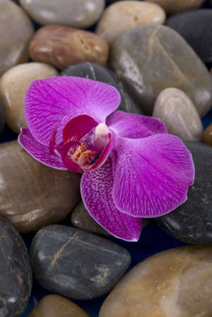 Orchid on pebblesの写真素材