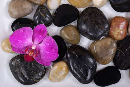Orchid and pebblesの写真素材