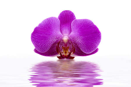 A beautiful orchid with water reflectionの写真素材