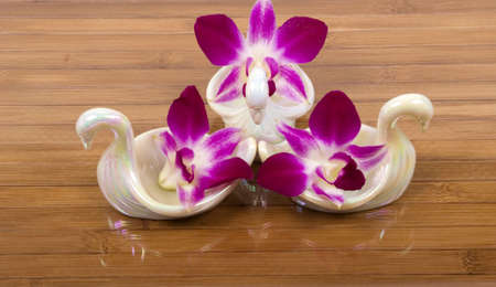 Orchids and Swansの写真素材