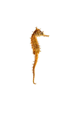An isolated dry seahorseの写真素材
