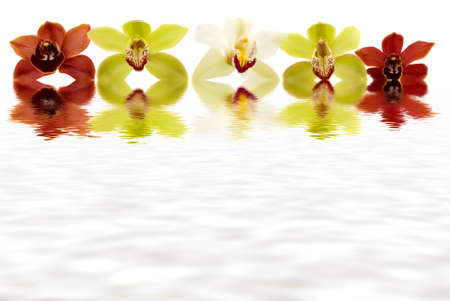 Fresh orchid borderの写真素材