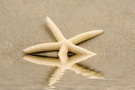 A starfish on sandの写真素材