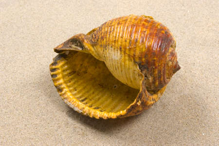 Seashell on sand