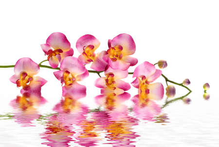A pink orchidの写真素材