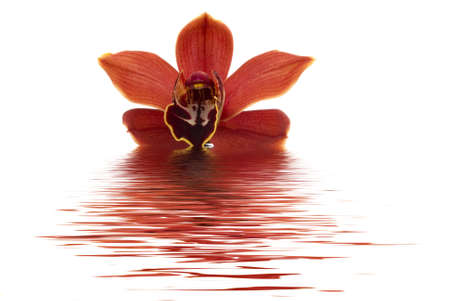 Beautiful orchid petal and pebblesの写真素材