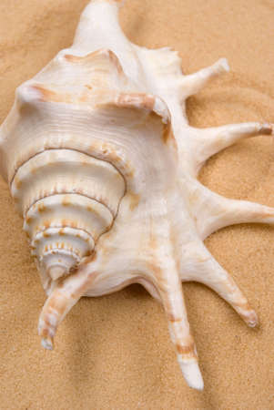 Seashell on sandの写真素材