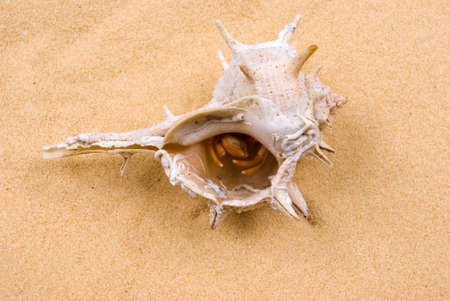 Crab on sandの写真素材