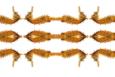 Abstarct seahorse backgroundの写真素材