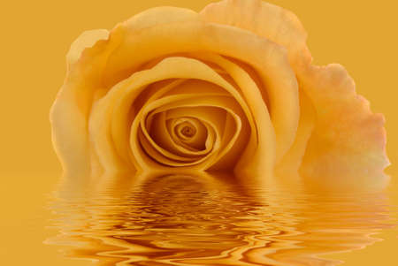 A beautiful yellow rose with water reflectionの写真素材