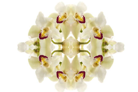 Abstract orchidの写真素材