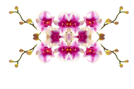 Abstract orchidの写真素材