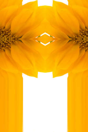 Abstract sunflower background with copy spaceの写真素材