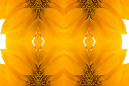 Abstract sunflower backgroundの写真素材
