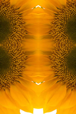 Abstract sunflowerの写真素材
