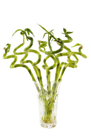 Bunch of bamboo plant in a vaseの写真素材