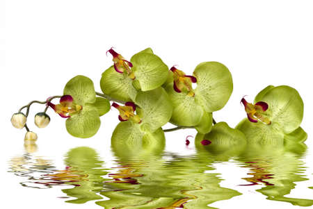 An orchidの写真素材