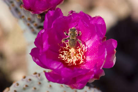 Bee in a cactus flower covered with pollenの写真素材