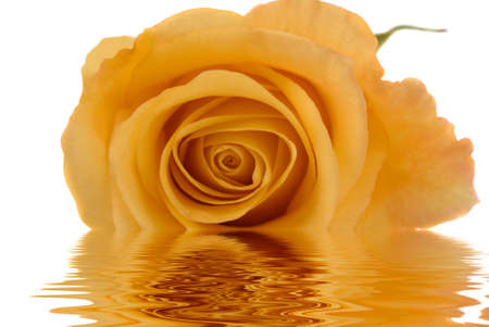 A beautiful yellow rose on white background with reflectionの写真素材