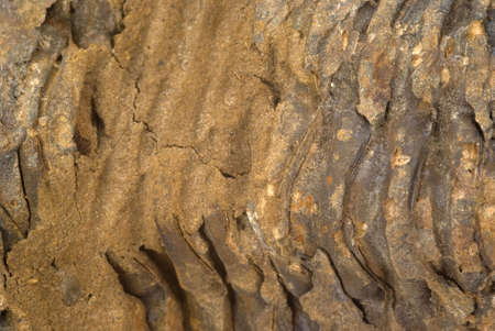 Trilobite background