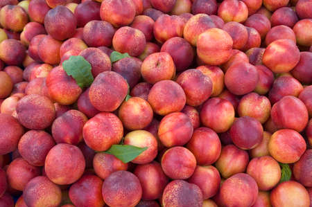 Organic delicious plumsの写真素材