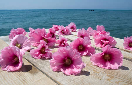 Beautiful pink tropical flowers on a pier near the oceanの写真素材