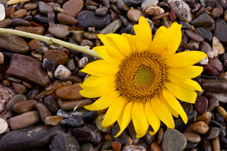 sunflower on wet pebbles at the beachの写真素材