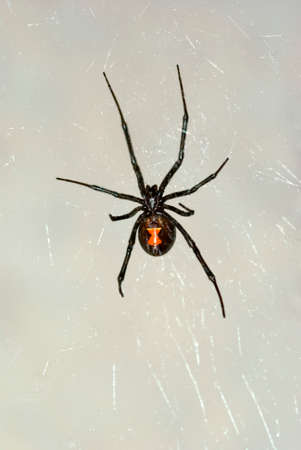 Black Widow Spider in Nevada