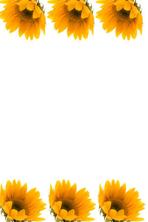  Beautiful sunflower borderの写真素材
