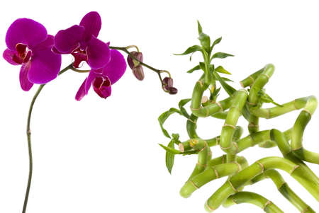  A beautiful elegant orchid and bamboo plantsの写真素材