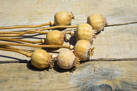 Poppies on a wooden pierの写真素材