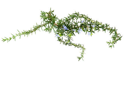 Fresh organic rosemary herbの写真素材