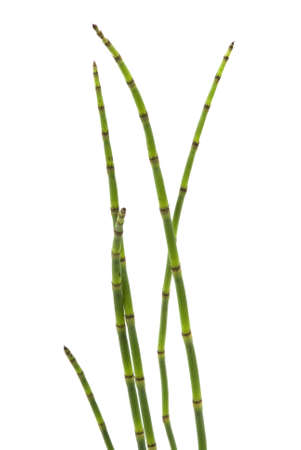 Exotic plant leaves
