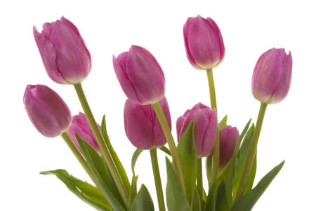 Elegant tulipsの写真素材