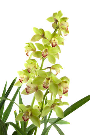 Green-yellow orchid の写真素材