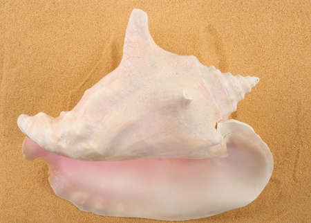 Seashell on sandの写真素材