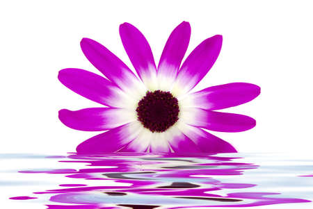 Beautiful daisy with water reflectionの写真素材