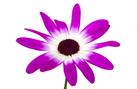 Beautiful daisyの写真素材