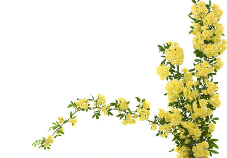 Beautiful small yellow roses as borderの写真素材