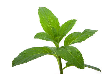 Mint herb in the garden after rainの写真素材