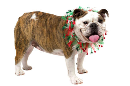 Very friendly bulldogの写真素材