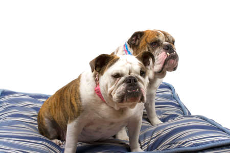 Friendly Bulldogsの写真素材