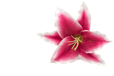 A beautiful silk lilyの写真素材