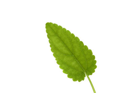 A green leaf