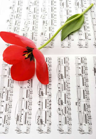 Musical notes and tulipの写真素材