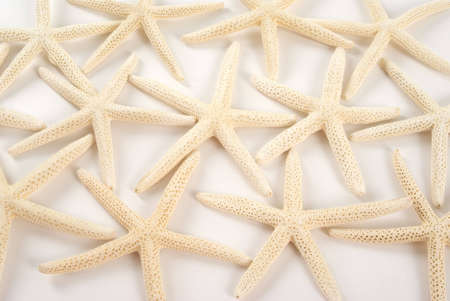 Starfish on white backgroundの写真素材