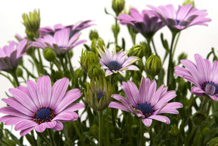 Daisies in the gardenの写真素材